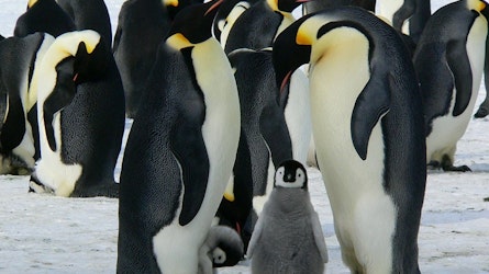 “El Encuentro con Pingüinos” regresa al Acuario Inbursa