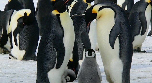 “El Encuentro con Pingüinos” regresa al Acuario Inbursa